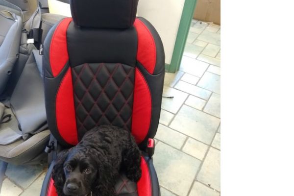 seat-red-black-dog-768x7689EC2C67C-71A5-595E-6F1D-78B52EF07FEA.jpg